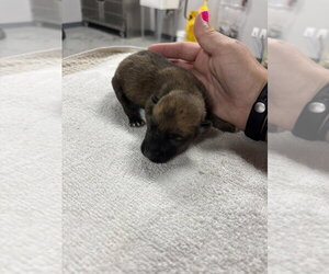 Mutt Dogs for adoption in Imlay City, MI, USA