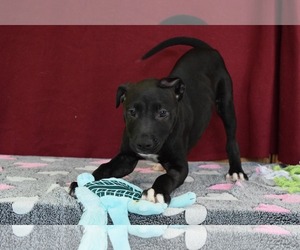 American Pit Bull Terrier-Unknown Mix Dogs for adoption in Ponca City, OK, USA