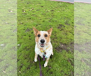 Mutt Dogs for adoption in Chico, CA, USA