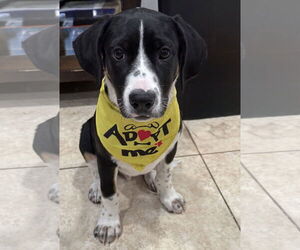 Mutt Dogs for adoption in Royal Palm Beach, FL, USA