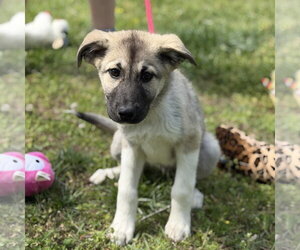 German Shepherd Dog-Great Pyrenees Mix Dogs for adoption in Yardley, PA, USA