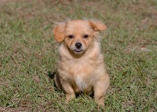 Chiranian Dogs for adoption in Brooksville, FL, USA