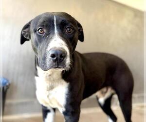 Mutt Dogs for adoption in San Bernardino, CA, USA