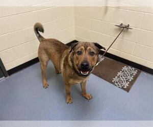 German Shepherd Dog-Mastiff Mix Dogs for adoption in Denver, CO, USA
