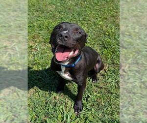 American Staffordshire Terrier-Unknown Mix Dogs for adoption in Plano, TX, USA