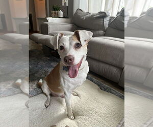 Mutt Dogs for adoption in Springdale, PA, USA