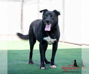 Labrador Retriever-Unknown Mix Dogs for adoption in Redlands, CA, USA