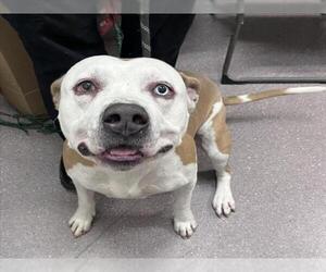 Mutt Dogs for adoption in Tracy, CA, USA