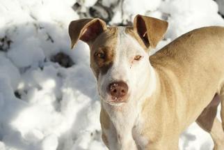 Alaskan Husky-German Shepherd Dog Mix Dogs for adoption in Chula Vista, CA, USA