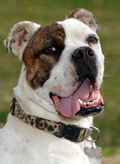 Shepradors Dogs for adoption in Baileyton, AL, USA