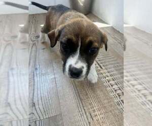 Boxer-Unknown Mix Dogs for adoption in Bolivar, MO, USA