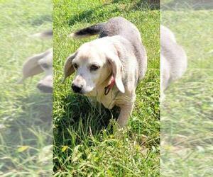 Beagle Dogs for adoption in Rustburg, VA, USA