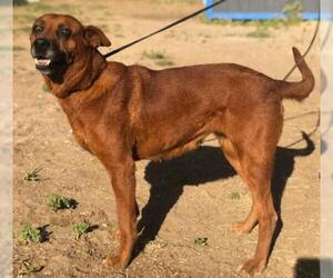 Boxador Dogs for adoption in Dana Point, CA, USA