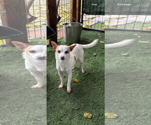 Chihuahua-Unknown Mix Dogs for adoption in Turlock, CA, USA