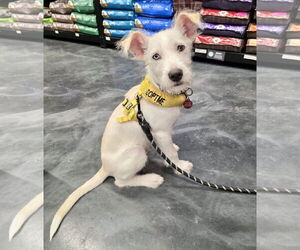 Mutt Dogs for adoption in St. Louis Park, MN, USA