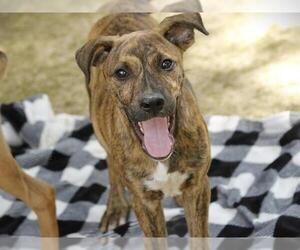 German Shepherd Dog-Unknown Mix Dogs for adoption in Tallahassee, FL, USA
