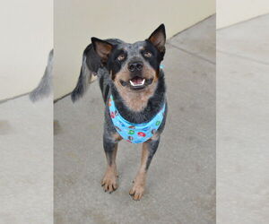 Mutt Dogs for adoption in McKinney, TX, USA