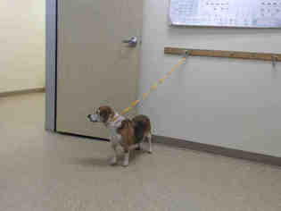 Beagle Dogs for adoption in Palmer, AK, USA