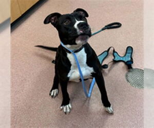 American Pit Bull Terrier Dogs for adoption in Ogden, UT, USA