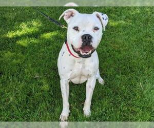 American Bulldog Dogs for adoption in San Clemente, CA, USA