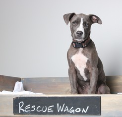 Medium Photo #1 American Pit Bull Terrier Puppy For Sale in Eden Prairie, MN, USA