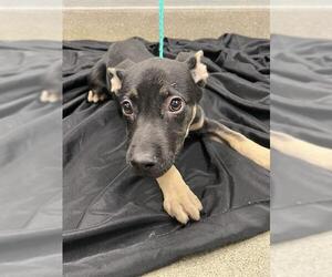 German Shepherd Dog-Unknown Mix Dogs for adoption in Las Vegas, NV, USA