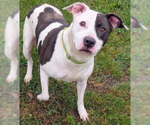 Labrador Retriever-Unknown Mix Dogs for adoption in Akron, OH, USA