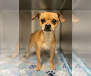 Chihuahua Dogs for adoption in Oak Bluffs, MA, USA