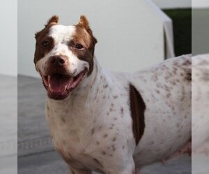 American Bulldog Dogs for adoption in Valley Village, CA, USA