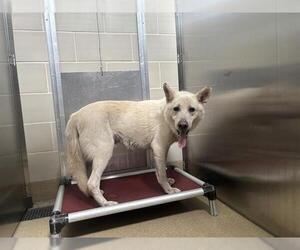 German Shepherd Dog-Unknown Mix Dogs for adoption in Grand Prairie, TX, USA