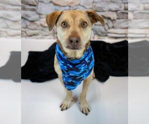Retriever -Unknown Mix Dogs for adoption in Kennesaw, GA, USA