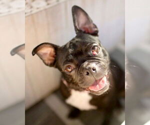 Boston Terrier-Unknown Mix Dogs for adoption in Corona, CA, USA