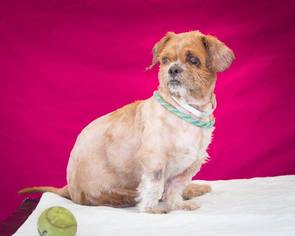 Shih Tzu Dogs for adoption in Pasadena, CA, USA