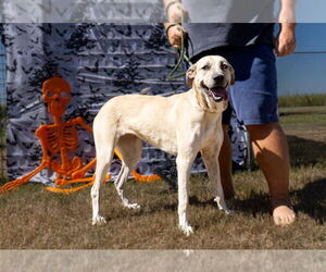 Anatolian Shepherd-Unknown Mix Dogs for adoption in Abbeville, LA, USA
