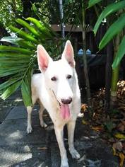 Medium Photo #1 German Shepherd Dog Puppy For Sale in Lithia, FL, USA