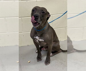 Mutt Dogs for adoption in Sanford, FL, USA
