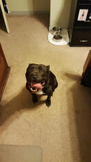 Medium Photo #1 American Pit Bull Terrier Puppy For Sale in Norfolk, VA, USA