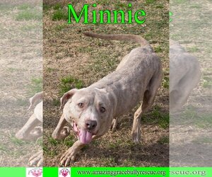 American Pit Bull Terrier-Unknown Mix Dogs for adoption in Pensacola, FL, USA