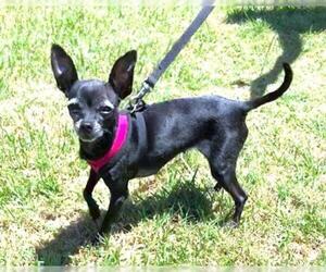 Chihuahua Dogs for adoption in Glenwood, GA, USA