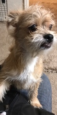 Brussels Griffon-Unknown Mix Dogs for adoption in Glendale , AZ, USA