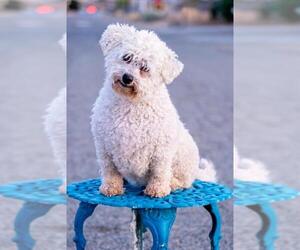 Bichon Frise-Unknown Mix Dogs for adoption in Canyon Country, CA, USA