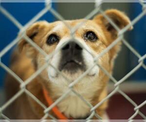 Chow Chow-Unknown Mix Dogs for adoption in Tulsa, OK, USA
