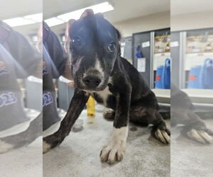 Australian Kelpie-Unknown Mix Dogs for adoption in El Centro, CA, USA