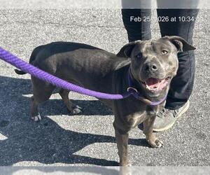 American Pit Bull Terrier Dogs for adoption in Ocala, FL, USA