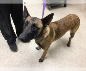 Mutt Dogs for adoption in Riverside, CA, USA
