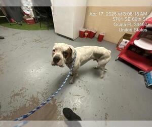 Boxer Dogs for adoption in Ocala, FL, USA