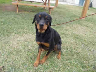Rottweiler Dogs for adoption in Rosenberg, TX, USA