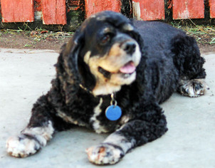 Cocker Spaniel Dogs for adoption in Antioch, CA, USA