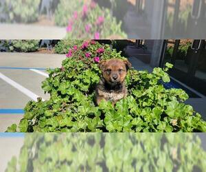Ausky Dogs for adoption in Jackson, CA, USA