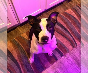 American Staffordshire Terrier Dogs for adoption in Denton, TX, USA